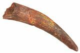 Fossil Pterosaur (Siroccopteryx) Tooth - Morocco #298543-1